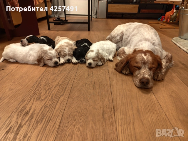 Продавам малки кученца епаньол бретон шпаньол, снимка 8 - Други - 52855443