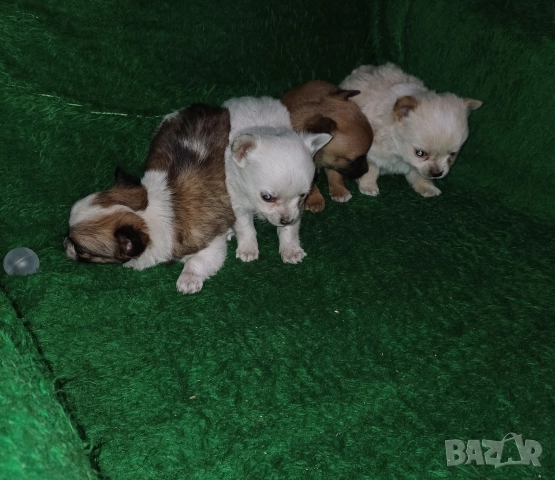 Чистокръвни мини чихуахуа , снимка 4 - Чихуахуа - 52599456