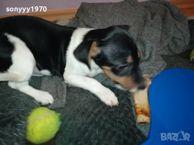 ДЖАК РЪСЕЛ 1011250842, снимка 15 - Джак ръсел териер - 52358129