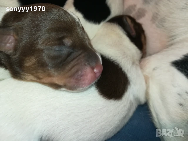 ДЖАК РЪСЕЛ-БЕБЕТА ПО 250ЛВ 1508251800, снимка 16 - Джак ръсел териер - 51378172