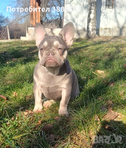 Елитни френски булдоци  , снимка 12 - Френски булдог - 43655613