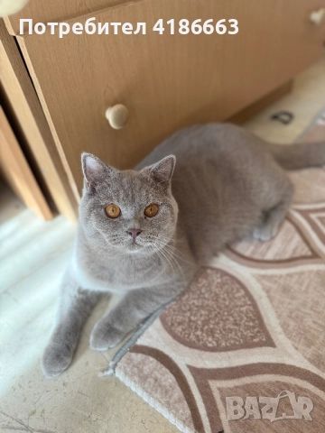 Късокосмест британец за разплод, снимка 12 - Британска късокосместа - 52215816