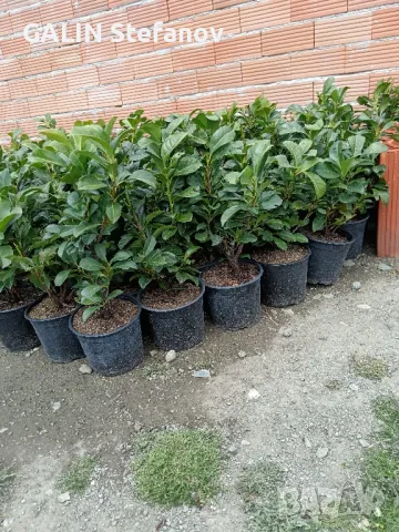 лавровишна новита цена 10 лв 