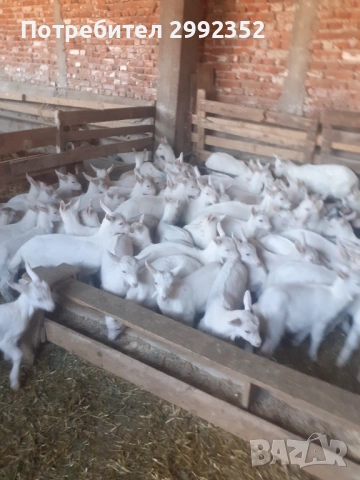 Saanski jenski i majki qrenca sas sertifikat  za damazlak 0894367171 , снимка 17 - Кози - 53540945