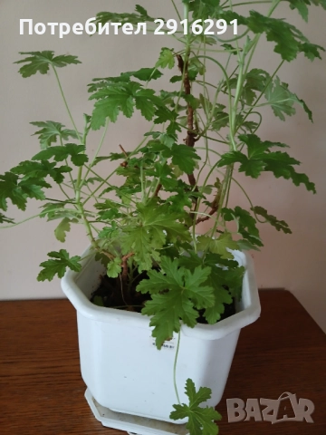 Цвете индрише, на 3 години  много здрав екземпляр, в саксия