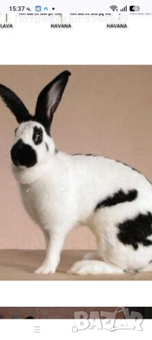 породисти зайци 