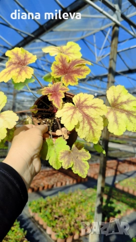 Хойхера Stoplight, студоустойчива, за сянка, снимка 8 - Градински цветя и растения - 52507064
