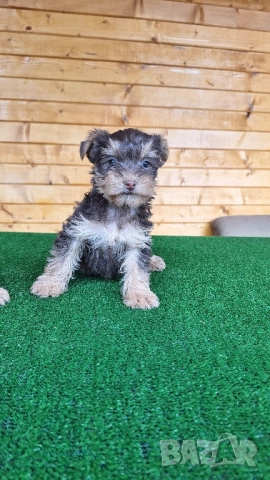 йоркширски териер, снимка 3 - Йоркширски териер - 51986251