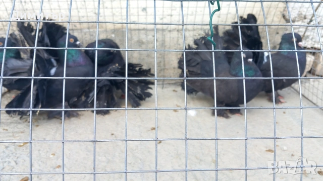 Продавам Фенарлий може и бартер 