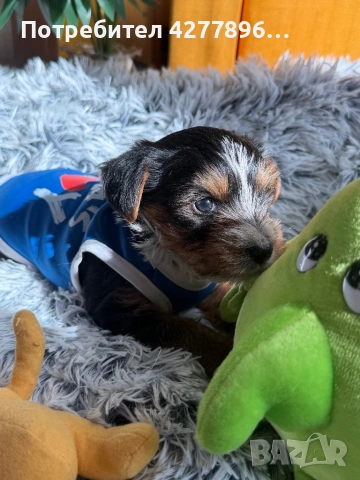 Бийвър йоркширски териер, снимка 8 - Йоркширски териер - 53834267