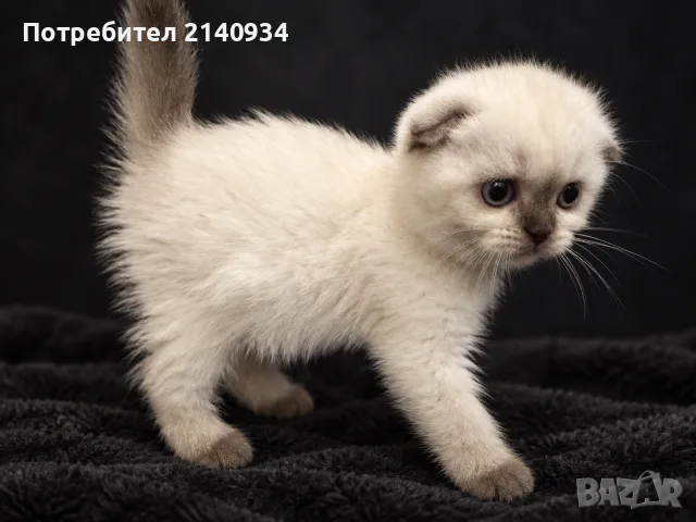 Шотландска клепоуха котка Blue Point. Scottish fold, снимка 3 - Британска късокосместа - 56106844