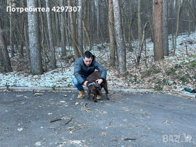 Разходки на кучета и посещения по домовете в София и близките области, снимка 11 - Други услуги - 53562736