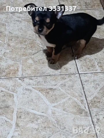 мини чихуахуа пинчер момиче , снимка 2 - Чихуахуа - 53187694