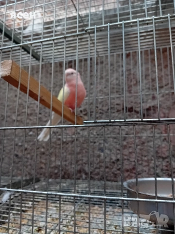 Продавам буркови неофеми лутино , снимка 2 - Папагали - 53055507