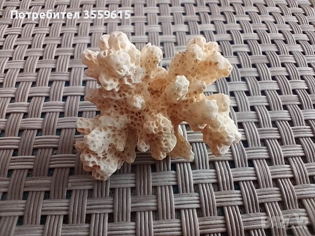 морски корал от остров Борнео, снимка 1 - Колекции - 40827497
