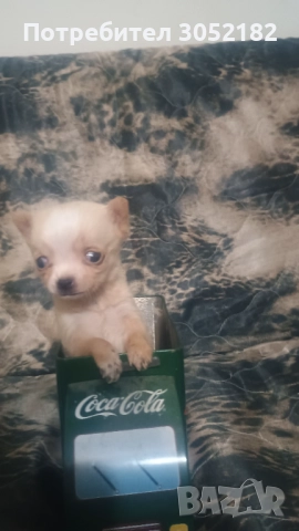 Свободно момче чихуахуа , снимка 2 - Чихуахуа - 52671215