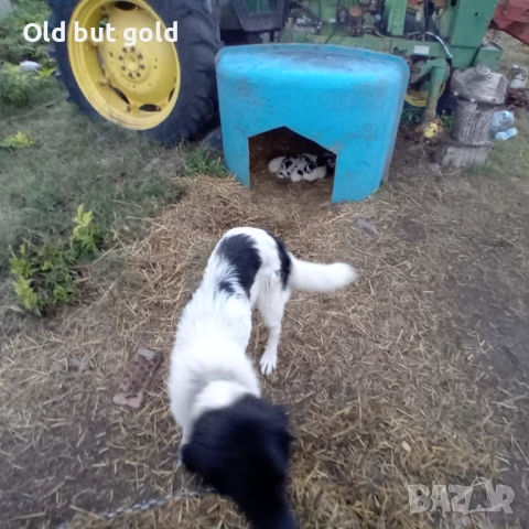 Каракачанки ( БОК) , снимка 3 - Каракачанска овчарка - 52183316