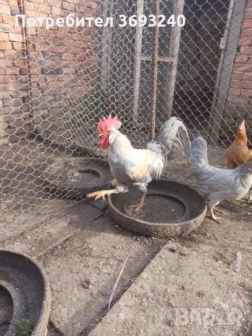 Продавам млади паунчета от миналата година, Лакенфелдер и изабелова лехорна, снимка 5 - други­ - 53682762