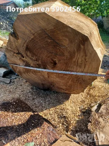 орех за дървен материал , снимка 4 - Други - 50399628