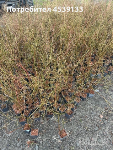 боровинки сорт БЛУКРОП Растенията са 3 годишни, снимка 3 - Разсади - 53722371