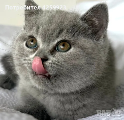 Британска късокосместа, снимка 3 - Британска късокосместа - 56159416