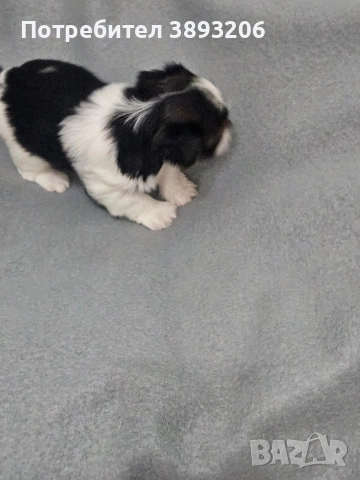 йоркширски териер-бивер, снимка 8 - Йоркширски териер - 52805289