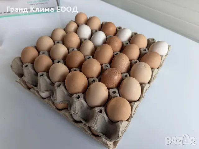 Яйца от Домашни кокошки, снимка 3 - Кокошки и пуйки - 55883356