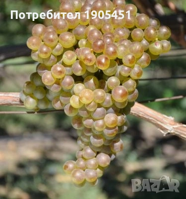 Рязане на Асми