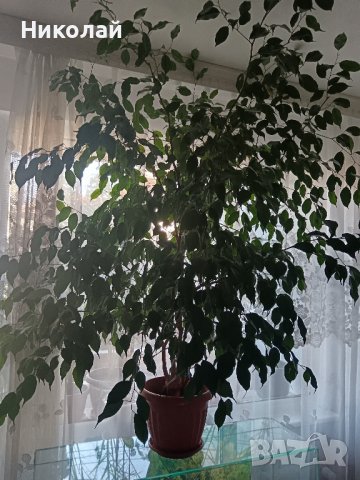 Бенджамин Фикус 150 см., снимка 5 - Градински цветя и растения - 27280596