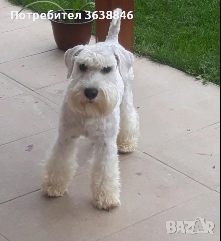 Цверг шнауцер, снимка 2 - Други - 51460964