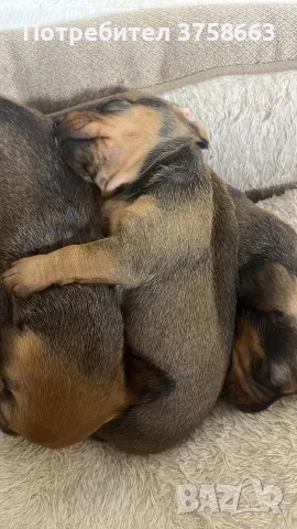 🐾 Породисти дакелчета – 3 женски и 1 мъжко 🐾, снимка 6 - Дакели - 56172298