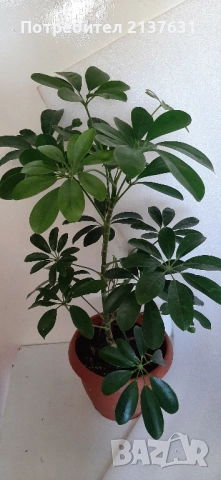 ШЕФЛЕРА - НЕВЗИСКАТЕЛНО ЦВЕТЕ