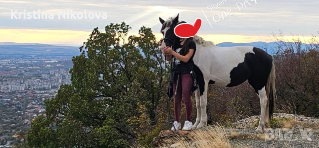 Кон, Кобила, пони, снимка 4 - Коне - 53791404