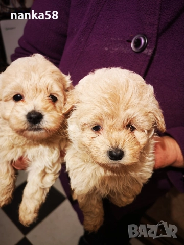 Продавам малтипу, снимка 3 - Болонка - 52966209