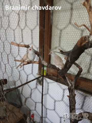 продавам амадини и диамантени гогутки, снимка 2 - Амадини - 52243041