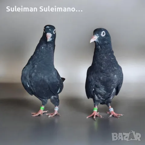 Млади гълъбчета от едно люпило
