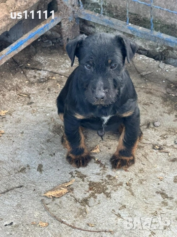 елитен ягдтериер с родословие 4 месеца 