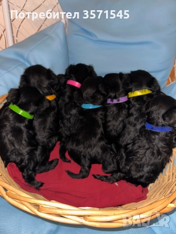 Мини Шнауцер/Цвергшнауцер, снимка 3 - Други - 52339679