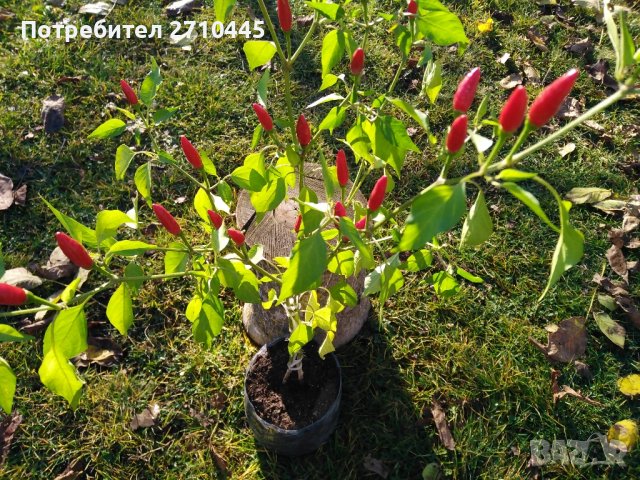 Расад на люти чушки дръвче в саксия и малко дръвче, снимка 7 - Стайни растения - 44465077