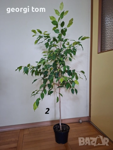 Продавам фикуси бенджамин 15 евро.
