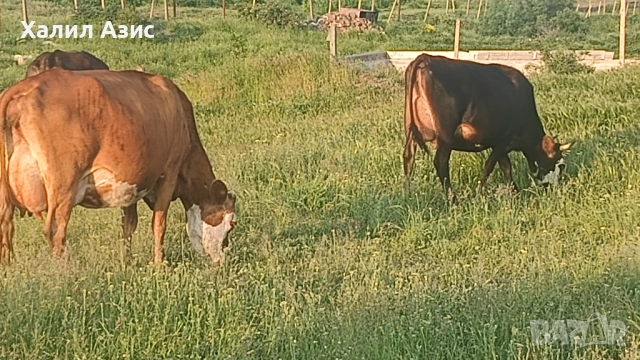 Продавам стадо крави джарсей. 34 броя редовни дойни. Повечето са бременни 7-ми месец., снимка 14 - Крави - 52032985