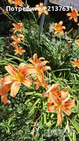 ГРУДКИ от ХЕМЕРОКАЛИС  , ЛУКОВИЦИ от НАРЦИСИ и ЕСЕНЕН ЖЪЛТ МИНЗУХАР  , ГРАДИНСКА ЮКА  , ФИДАНКИ ЛЮЛЯ