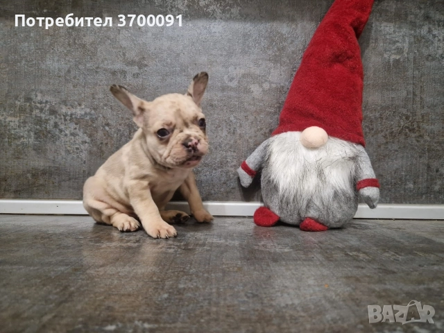 френски булдог/ булдочета, снимка 8 - Френски булдог - 52681586