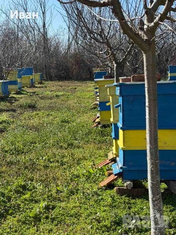 пчелни семейства, снимка 2 - Други животни - 52833092