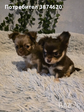чихуахуа момченца 