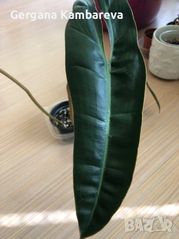 Philodendron Billietiae , снимка 2 - Стайни растения - 53824517