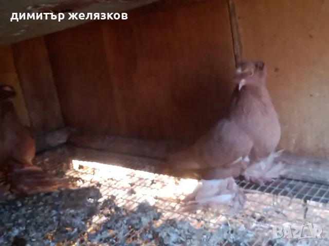 Гълъби демкежи, снимка 3 - Гълъби - 49071204