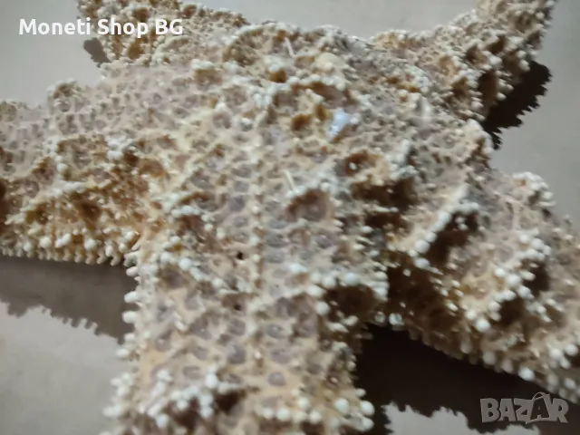 Океански дарове, снимка 6 - Други ценни предмети - 48922368