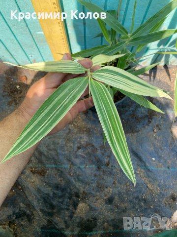 Бамбук различни видове, декоративни, бързорастящи, жив плет, ограда, снимка 18 - Градински цветя и растения - 42256264