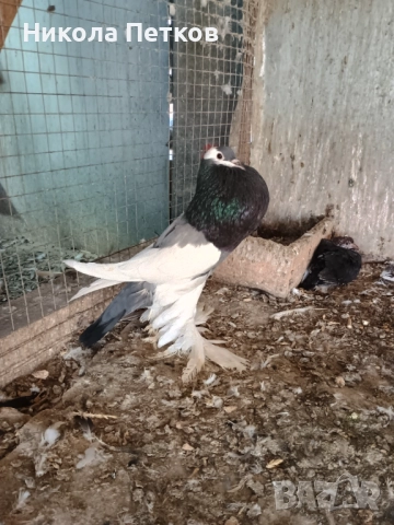 Седлати болани , снимка 2 - Гълъби - 52890583